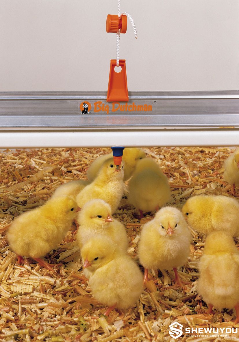 chick nipple drinker system
