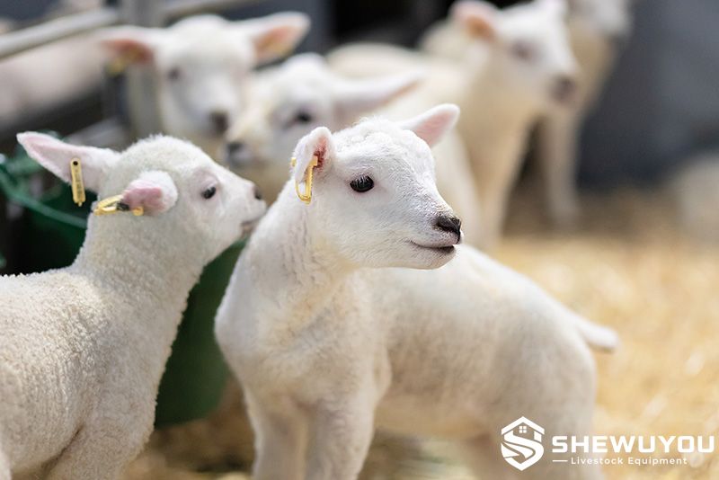 commercial lamb group for automatic milk feeding system