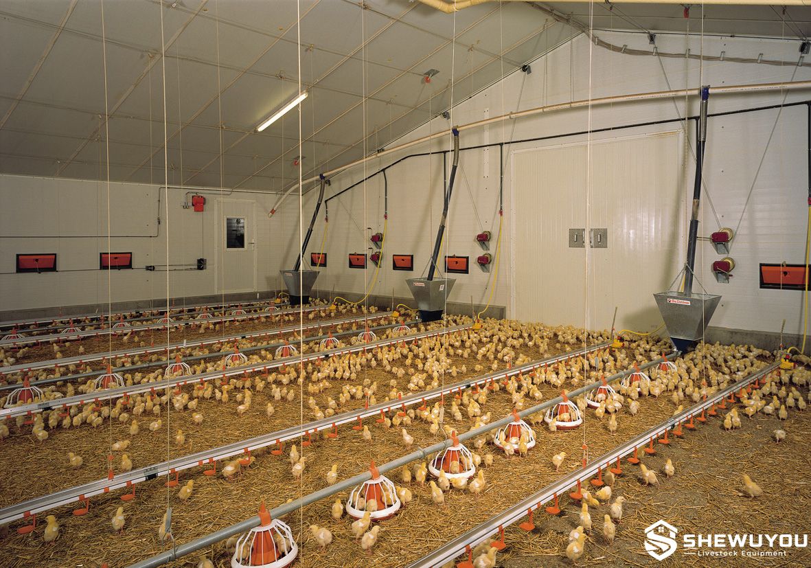 poultry drinker line suspension installation