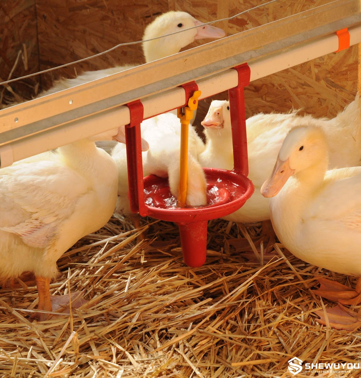 automatic duck drinking system with cup drinker