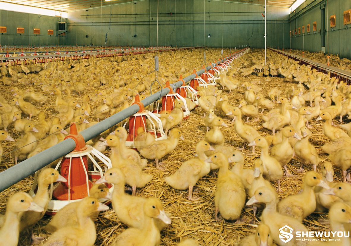 commercial duck house automatic poultry equipment system