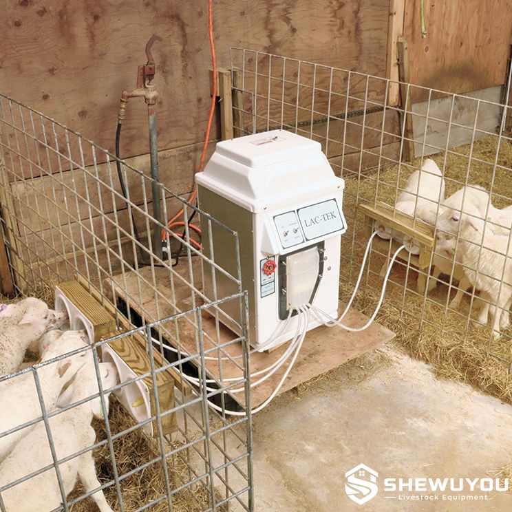 automatic lamb feeder installed in livestock barn