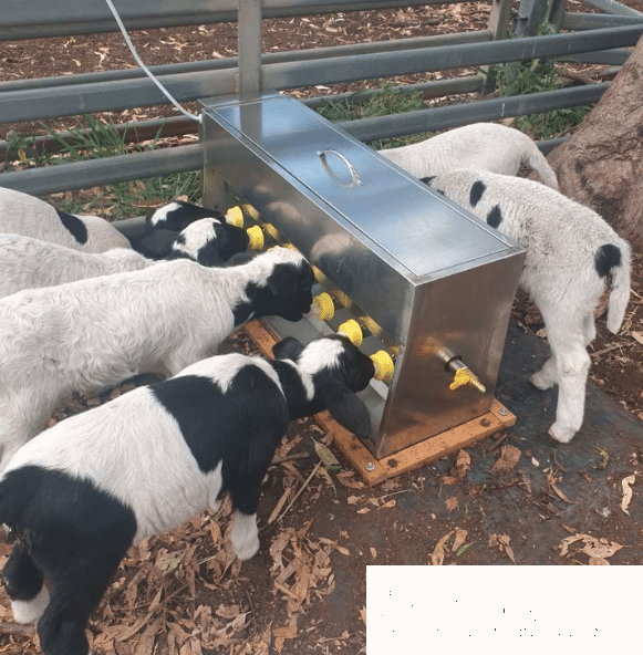 automatic lamb milk feeding station