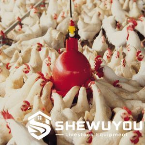 automatic bell drinker used by poultry