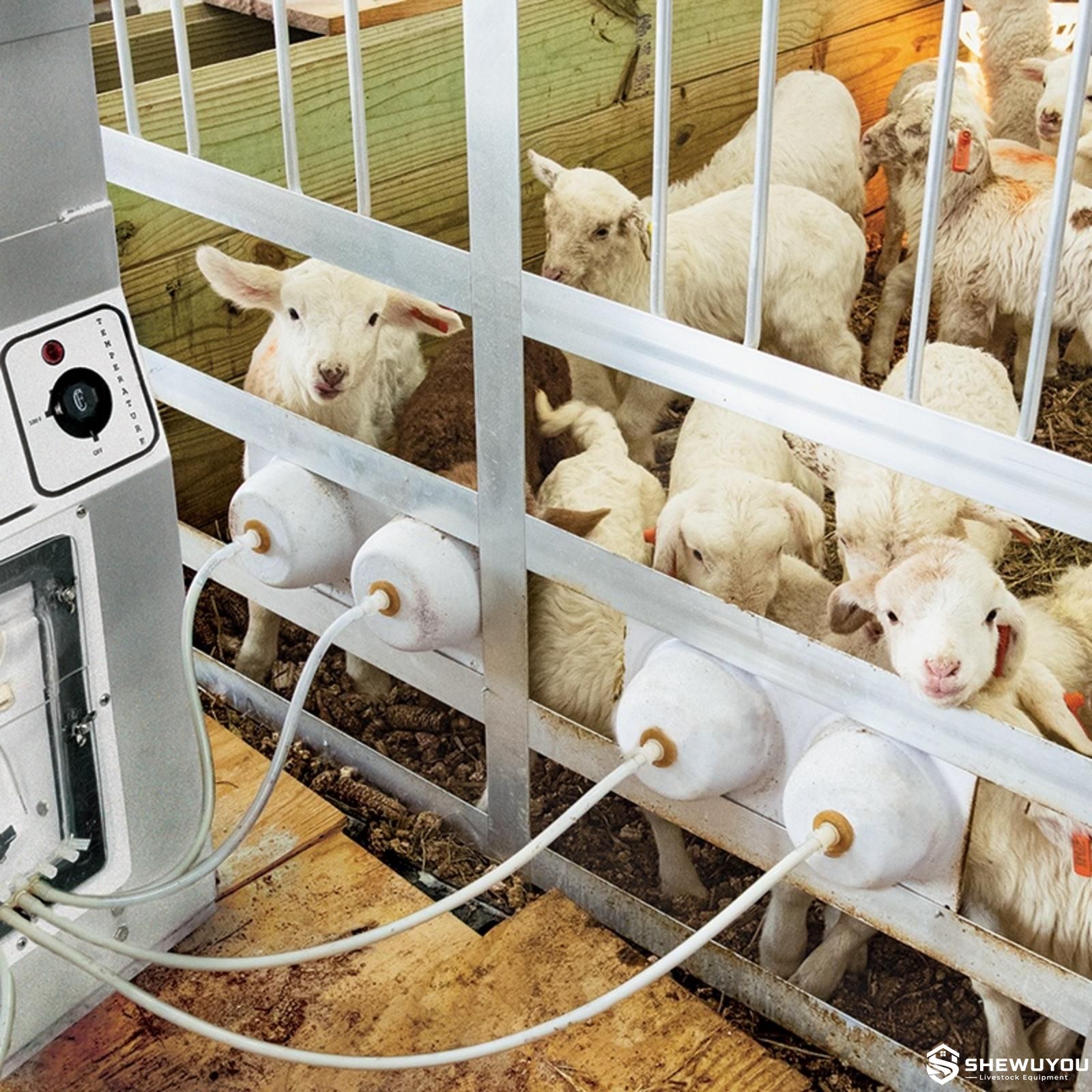 modular multi-station lamb feeding system