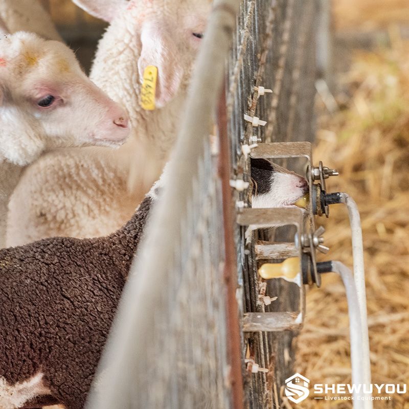 lambs using modular teat feeding stations