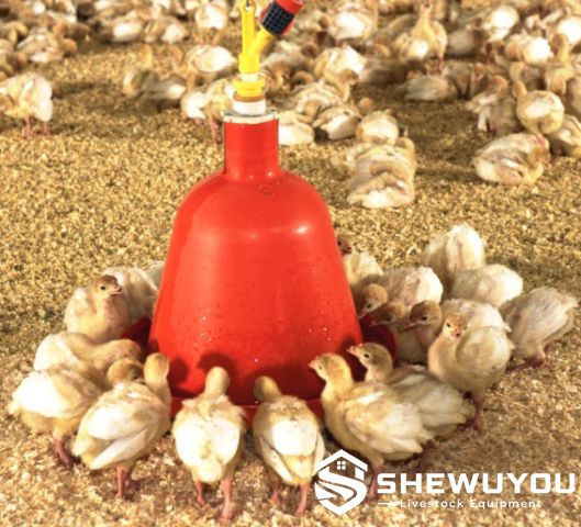 chicks drinking from bell drinker