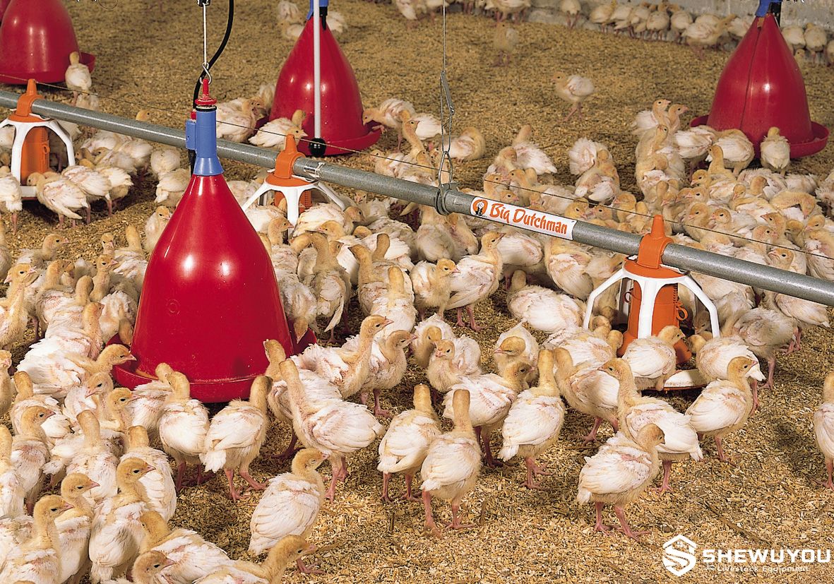 turkey house with suspended bell drinkers