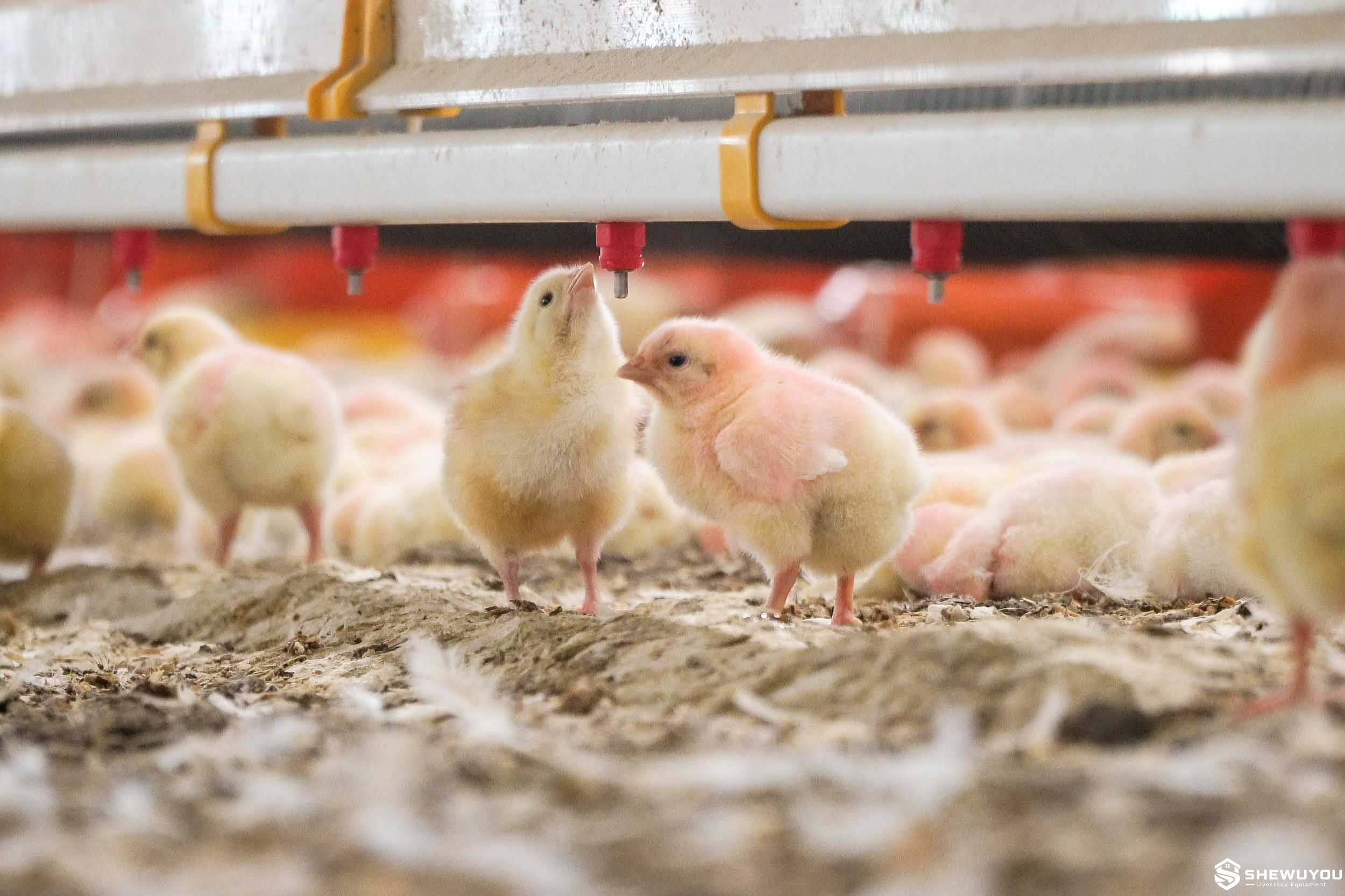 broiler chicks using automatic nipple drinking system