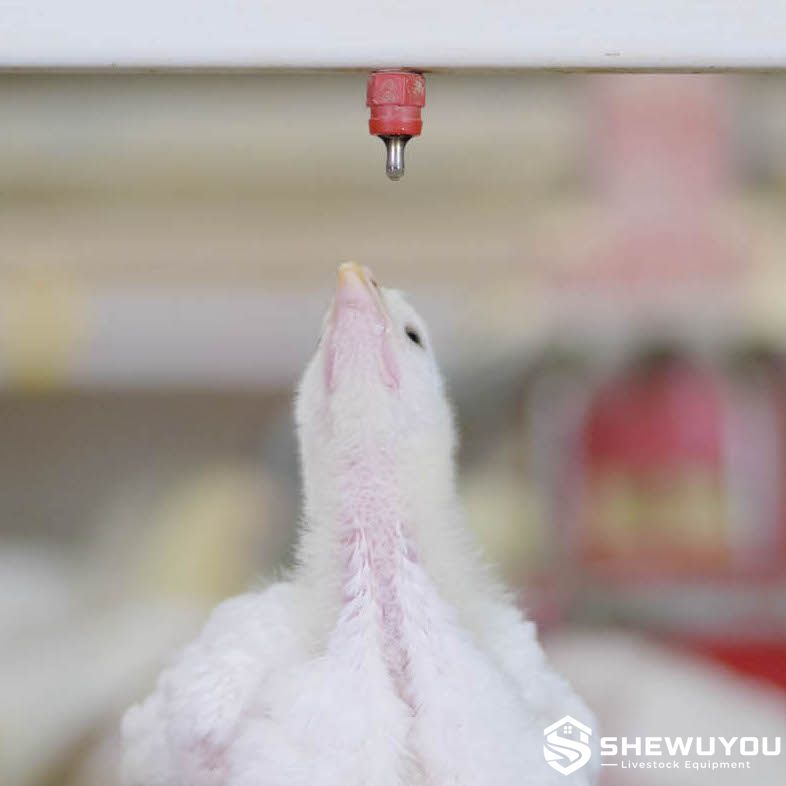 broiler nipple drinker with retained water droplet