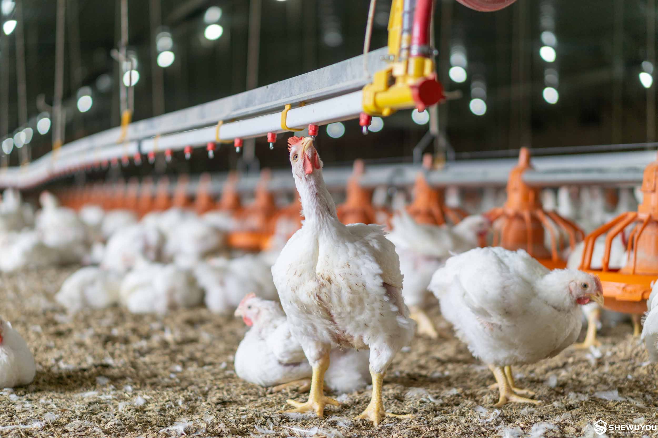 commercial broiler drinking line during grow out