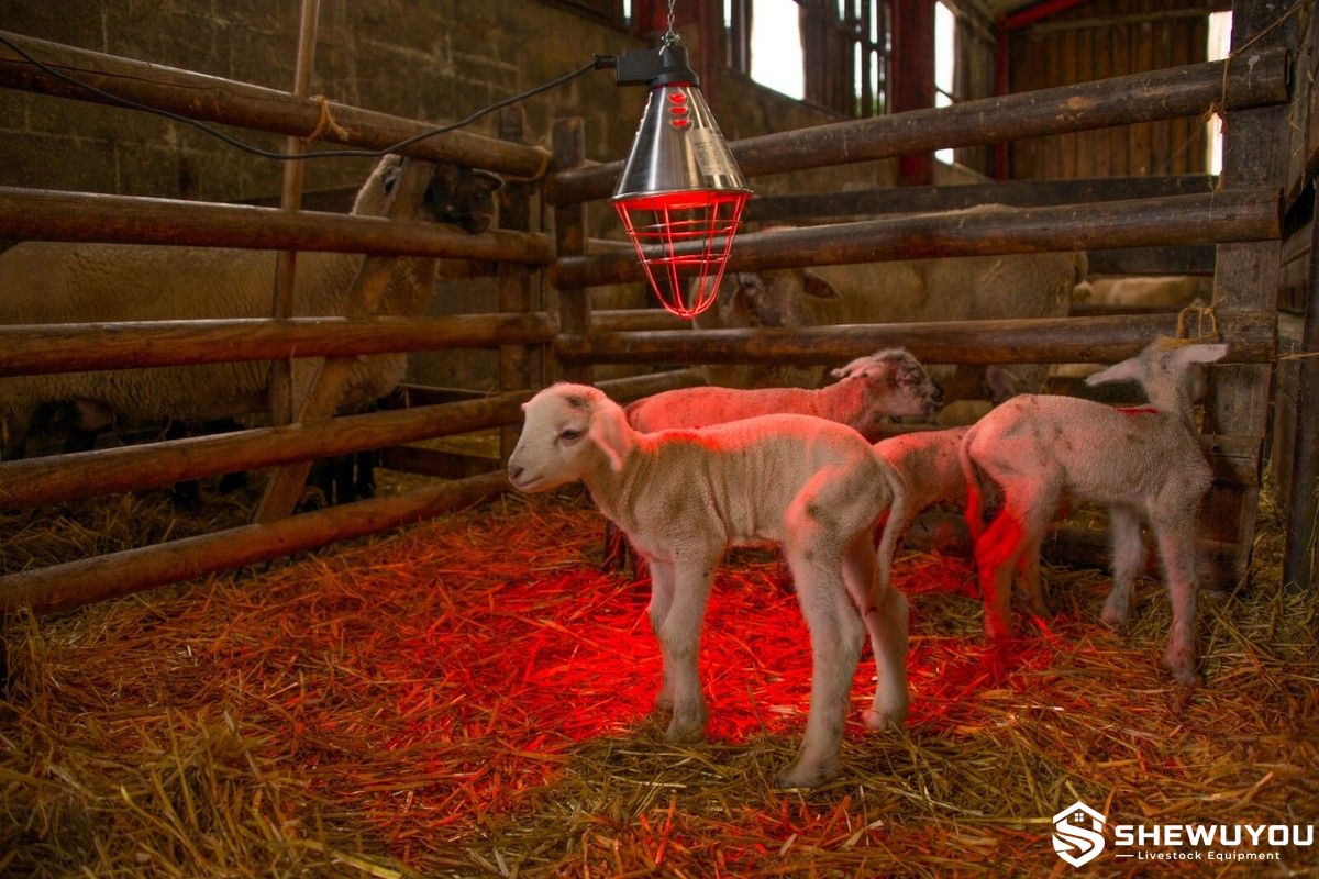 infrared heat lamp for newborn lambs
