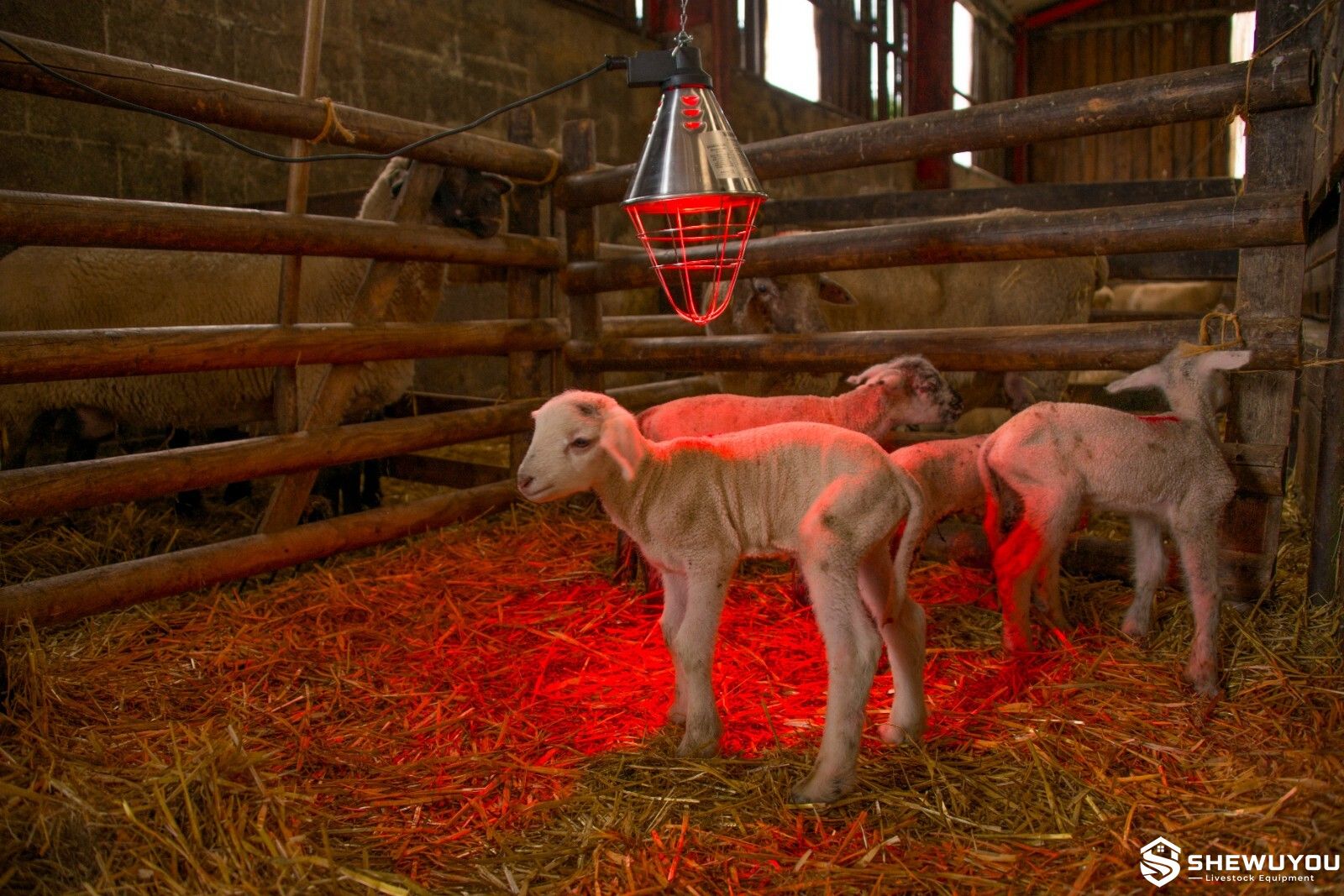lamb warming under infrared livestock heat lamp
