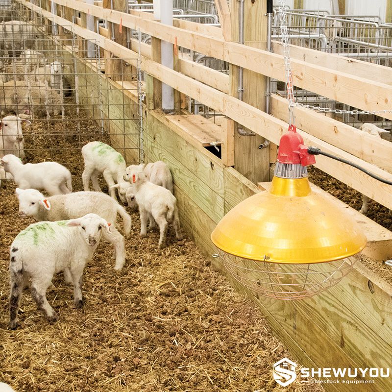 carbon fiber lambing pen heater installed above lambs