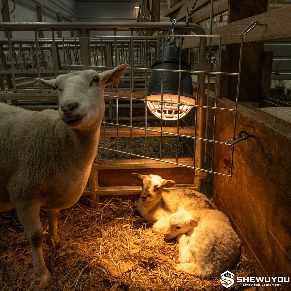 newborn lambs under livestock radiant heating equipment