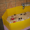 Small Chick Brooder Guard