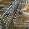 Meshed Lambing Sheep Panel