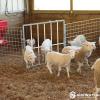 Lamb Creep Access Panel