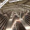 A-Type Layer Cage System