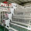  Fully Automatic Layer Cage System