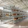 Multi-Tier Layer Cage System