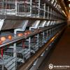 Layer Cage System with Automatic Egg Collection