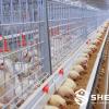 Automatic H-Type Broiler Cage System