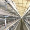 Multi-Tier Broiler Cage System