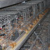 H-Type Broiler Cage System
