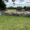Heavy-Duty Sheep Handling Panel