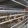 Day Old Chick Brooding Cage