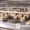 Pullet Chick Rearing Cage