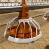 Automatic Broiler Flood Pan Feeding System
