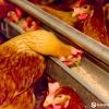 Female Breeder Auger Trough Feeding System