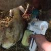 Lamb Colostrum Collection & Feeding Bottle Set