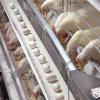 Automatic Layer Trough Feeding System
