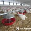 Automatic Turkey Pan Feeding Line