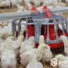 Pullet Feeder Pan