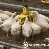 Chick Feeder Pan