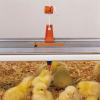 Chick Nipple Drinker System