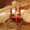 Duck Drinking System