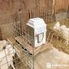40–60 Lamb Automatic Milk Feeder