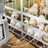Modular Multi-Station Lamb Feeding System