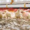 Broiler Chick Drinker System