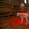 IPX7 Waterproof Infrared Lamb Heater