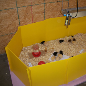 Small Chick Brooder Guard - SHEWUYOU Livestock Equipment