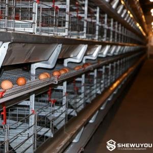 Layer Cage System with Automatic Egg Collection - SHEWUYOU Livestock Equipment