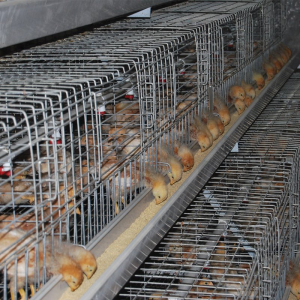 Pullet Rearing Cage System - SHEWUYOU Livestock Equipment