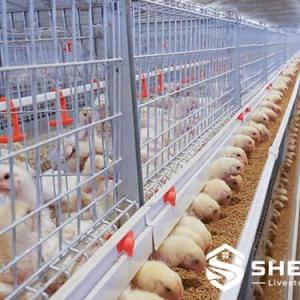 Automatic H-Type Broiler Cage System - SHEWUYOU Livestock Equipment