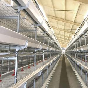 Multi-Tier Broiler Cage System - SHEWUYOU Livestock Equipment